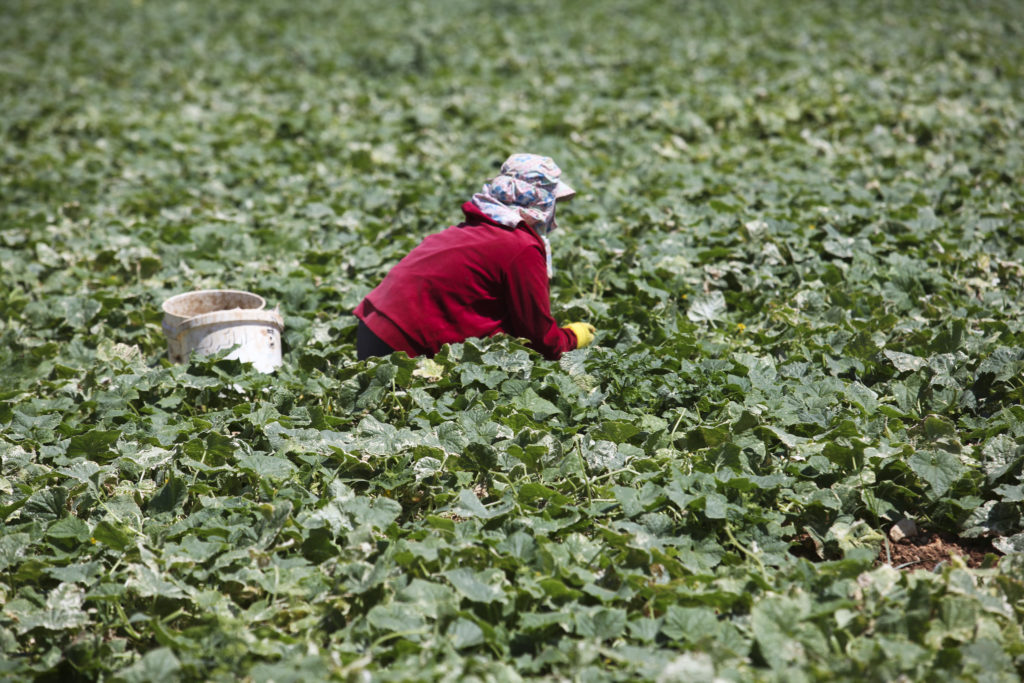 Photographie montrant des pratiques agricoles dans la bande de Gaza.